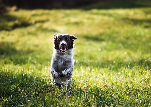 Hunting dog